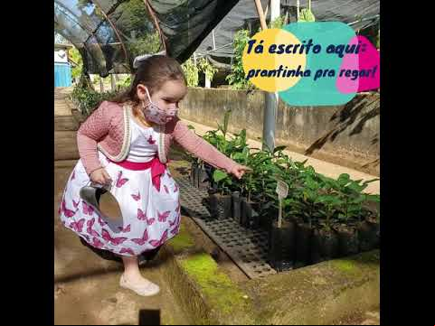 Video essa-maravilha-de-pe-de-manga-dia-do-meio